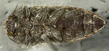 Media type: image;   Entomology 24416 Aspect: habitus ventral view